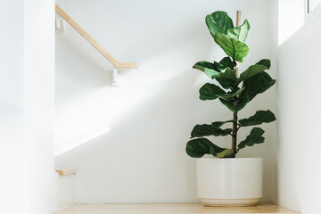 Fiddle leaf fig, Ficus lyrata, plant in circle white pot and place at the Corner of stair or ladder...