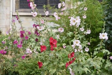 Roses-trémières au jardin