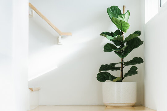 Fiddle leaf fig, Ficus lyrata, plant in circle white pot and place at the Corner of stair or ladder for decorate home or room. And there is sunlight coming from the right hand window.