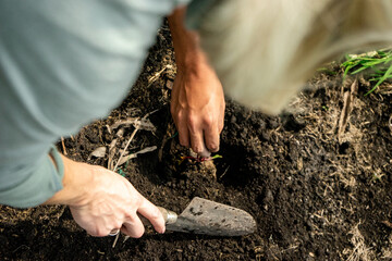 hand planting seeds