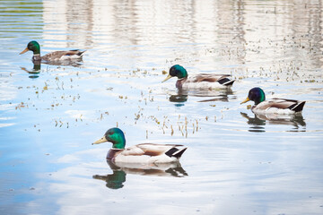 Male ducks swimming along the river water surface macro