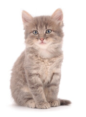 Small gray kitten.