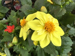 ダリアダリエッタ