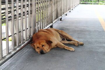 a sleepy fat brown stray dog are sleeping on the overpass in the city
