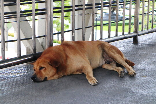 a sleepy fat brown stray dog are sleeping on the overpass in the city