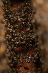 Bees build a beehive and make a living bridge. The structure of the honeycomb. Bees work in a hive in an apiary