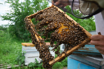 the beekeeper checks and maintains the hives with bees, holds the frame with the honeycomb in his hands for inspection