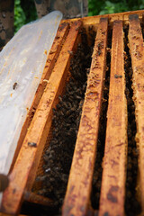 the beekeeper checks and maintains the hives with bees, holds the frame with the honeycomb in his hands for inspection