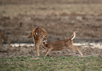 Cheetal deer feeding its baby Ranthambore National Park