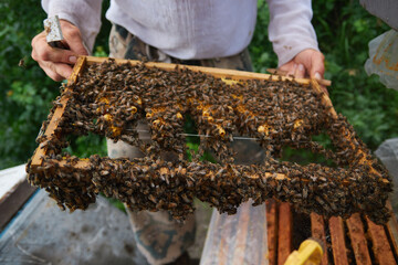 the beekeeper checks and maintains the hives with bees, holds the frame with the honeycomb in his...
