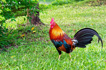 Colorful  and beautiful Asian indigenous rooster walking in the green field.