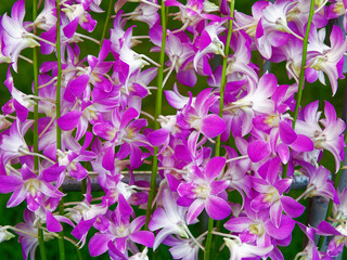 Close up of pink Dendrobium orchid with green background