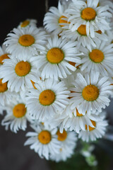 beautiful bouquet of daisies