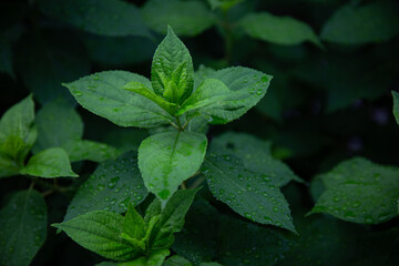 Leaves background with dew on dark background