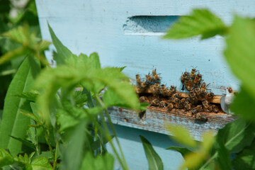 a swarm of bees flies near the entrance to the hive, working bees collect honey