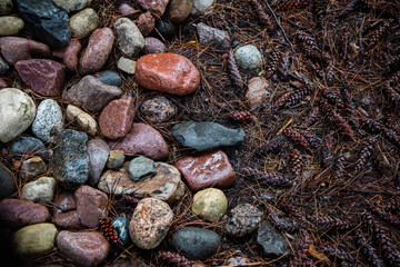 Pebbles and rocks background with pine needles and pine cones