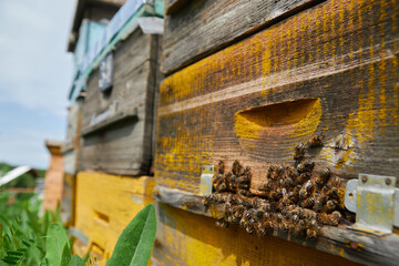 Fototapeta na wymiar a swarm of bees flies near the entrance to the hive, working bees collect honey