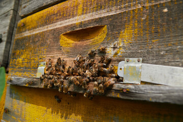 a swarm of bees flies near the entrance to the hive, working bees collect honey
