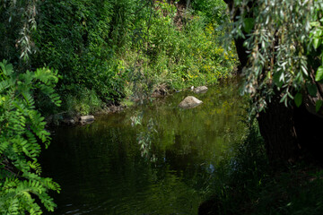 small river in the park with trees