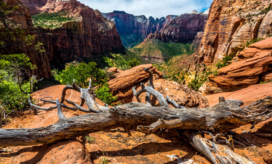 Dead tree on Mount Carmel with backdrop of  Zion national park, Utah in springtime