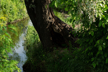 small river in the park with trees
