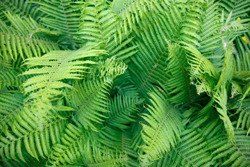 Fern leaves. Solid Background of green fern. Texture of tropical plants. Nature concept. Fern leaf in Forest. Summer poster.