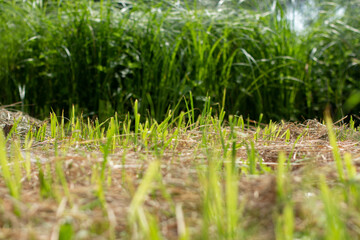 cut grass in the meadow