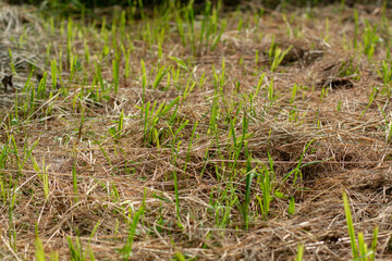 cut grass in the meadow
