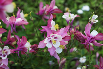 purple flowers aquilegia in the garden