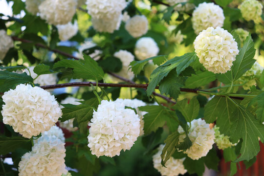 white flowers buldenezh in the garden