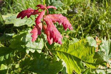 the young foliage of oak