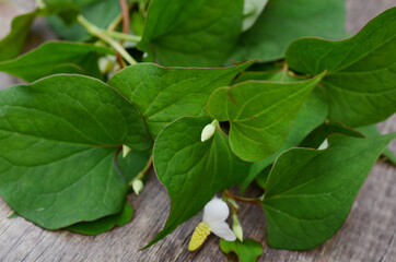Houttuynia Cordata Thunb herbs and vegetables