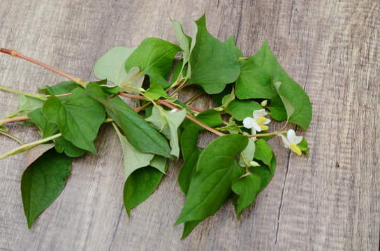 Houttuynia cordata Thunb branches