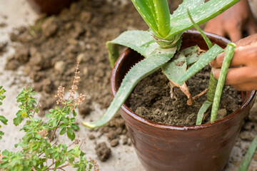 Two hans taking care of an aloe vera tree