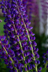 Close up view of colored flowers of Lupinus, known as lupin or lupine, purple, blue, in full bloom in a spring garden