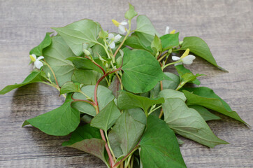 Houttuynia cordata kwon as fish mint