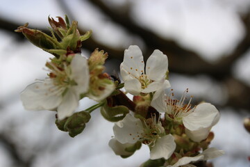 Kirschblüte