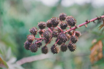 Plant fruits.