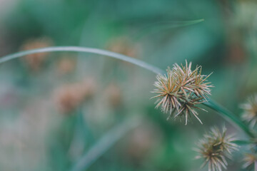 Grass flowers.