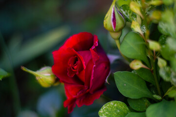 Obraz na płótnie Canvas Close-up of garden rose. Red rose bud.