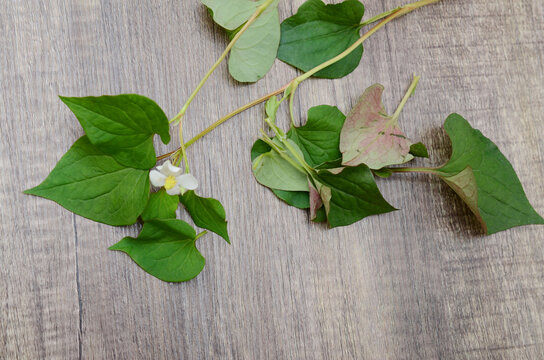 Houttuynia cordata kwon as fish mint on wooden