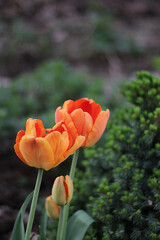 closeup colorful tulips flower and beautiful blossom in the nature garden. Picea glauca Conica is on the background.