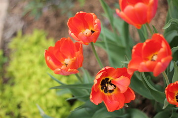 closeup colorful tulips flower and beautiful blossom in the nature garden