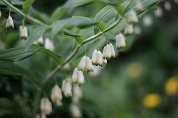 Solomon's seal blooms in the garden. Closeup photo.