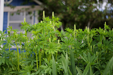 Lupin flower bud about to open in a spring garden