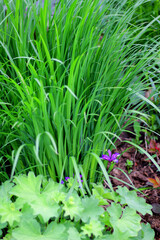 Violet flowers of Iris graminea or plum iris in the spring garden. Alchemilla in the foreground