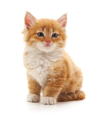 One brown kitten.