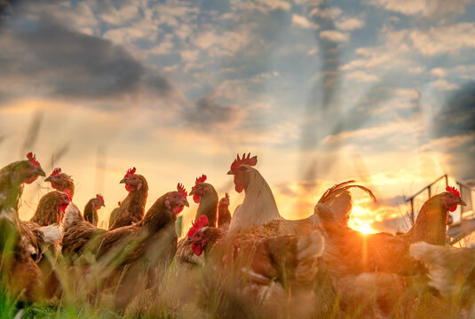 gl&uuml;ckliche H&uuml;ner in Freilandhaltung auf einer Wiese im Sonnenuntergang