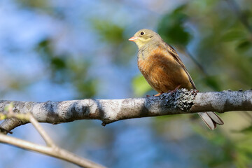 Ortolan Bunting
