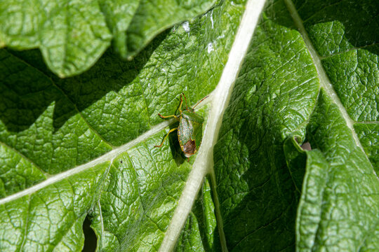 A shieldbug, or stinkbug, on a large leaf